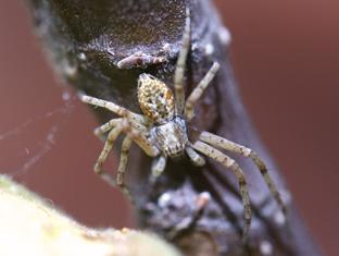 Philodromus sp.