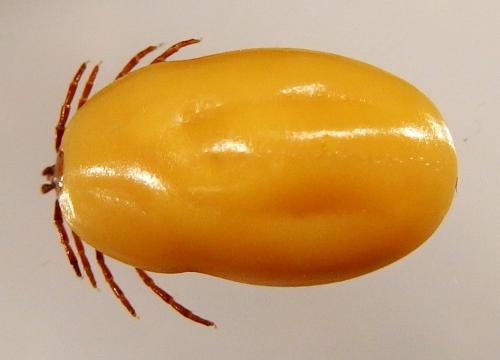 Réf. 159 136 : Pholeoixodes hexagonus