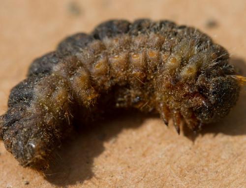 Thaumetopoea pityocampa