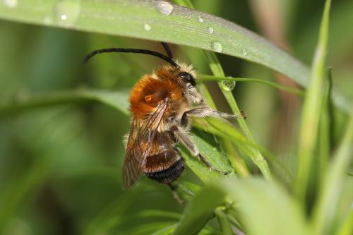 Eucera nigrescens