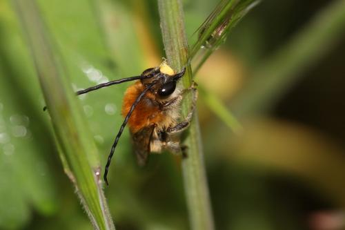 Eucera nigrescens