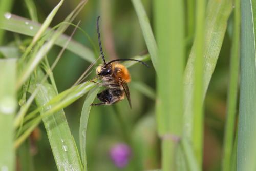 Eucera nigrescens