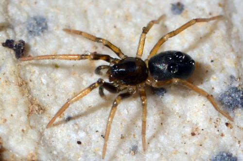 Phrurolithus sp.