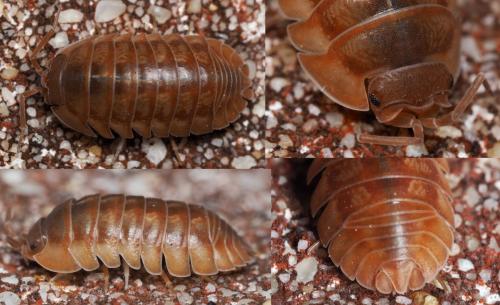 Réf. 159 464 : Armadillidium nasatum