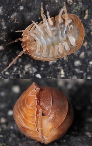 Réf. 159 465 : Armadillidium nasatum