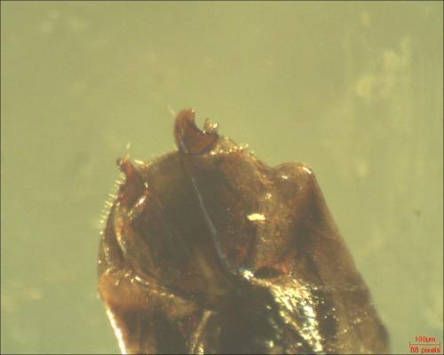 Réf. 159 457 : Poecilus sp.