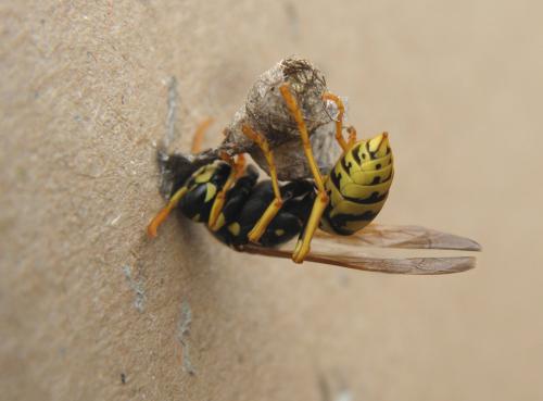 Polistes dominula