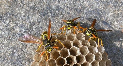 Polistes sp.