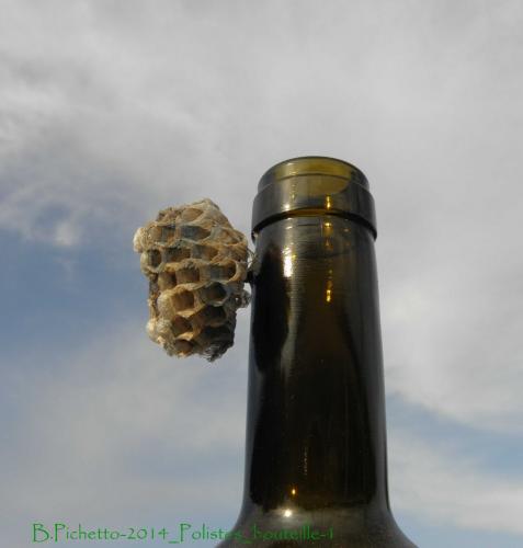 Polistes dominula