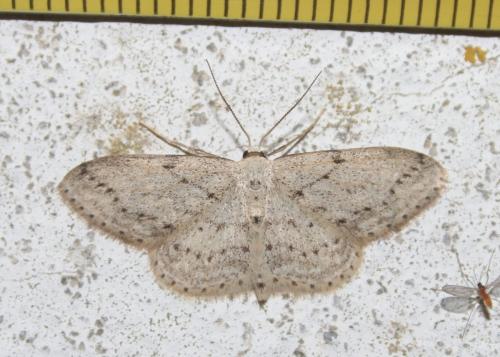 Idaea seriata