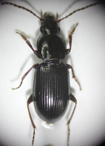 Pterostichus diligens