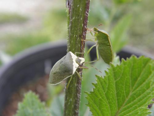 Nezara viridula