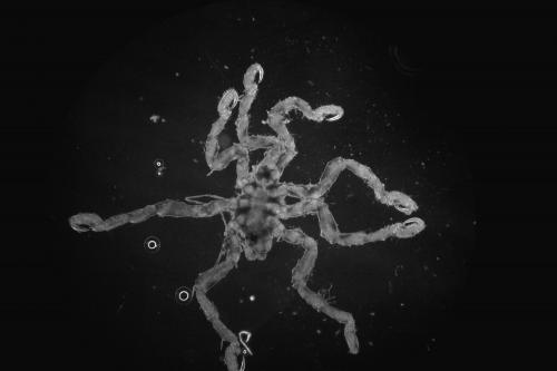 Réf. 159 530 : Anoplodactylus pygmaeus