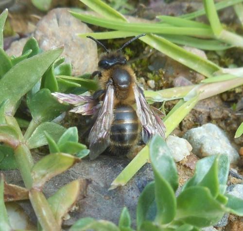 Andrena trimmerana