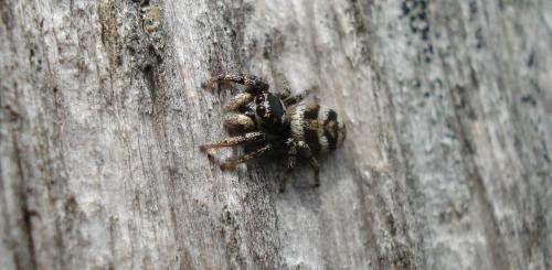 Réf. 159 238 : Salticus scenicus