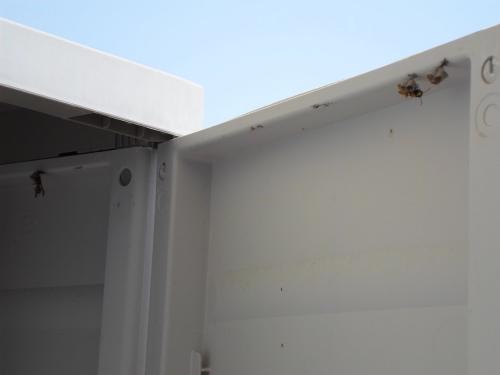 Polistes sp.