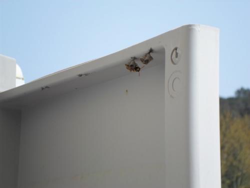 Polistes sp.