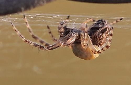 Polysphincta sp.