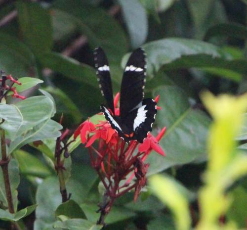 Papilio aegeus
