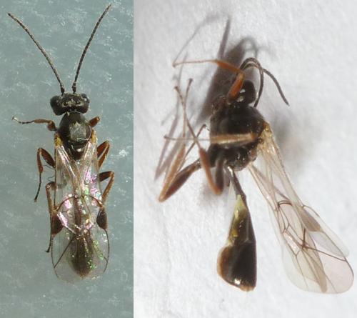 Réf. 159 147 : Tersilochinae inconnu