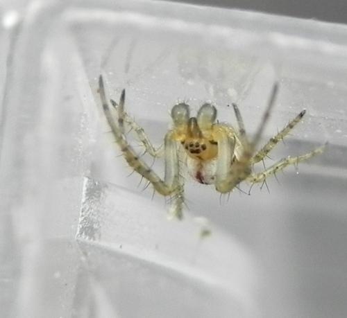 Réf. 159 693 : Mangora acalypha