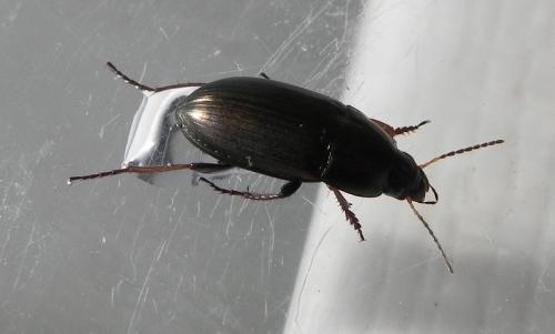 Amara aenea