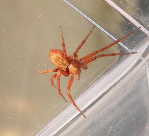 Philodromus sp.