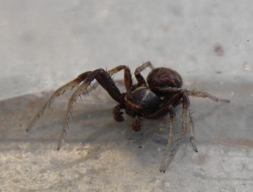Xysticus sp.