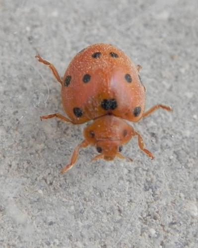 Henosepilachna argus