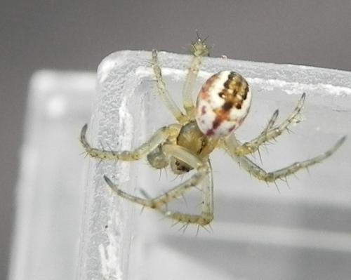 Réf. 159 692 : Mangora acalypha