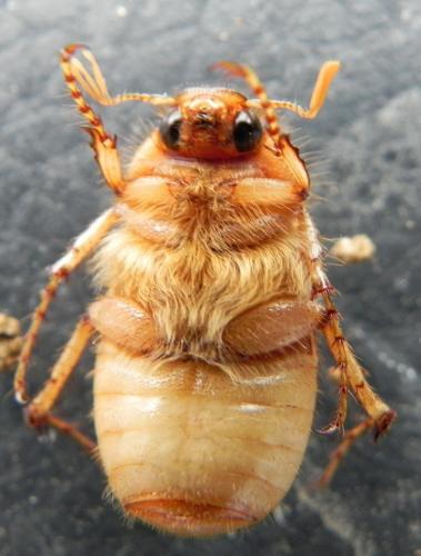 Rhizotrogus marginipes