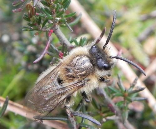Colletes cunicularius