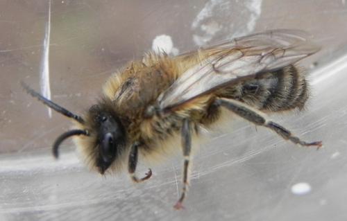 Réf. 159 695 : Colletes cunicularius