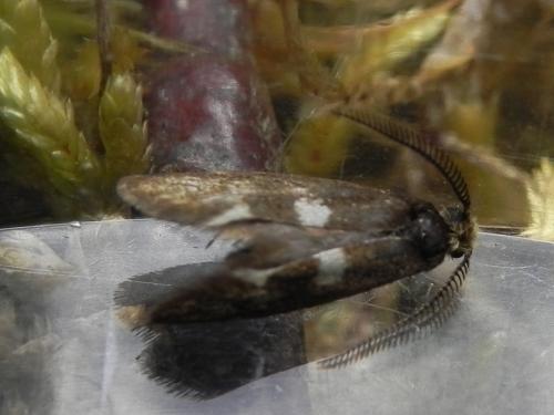 Incurvaria masculella