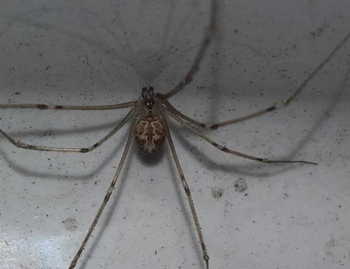 Holocnemus pluchei