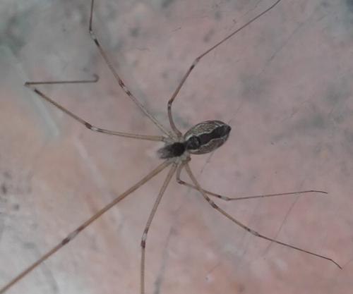 Réf. 159 123 : Holocnemus pluchei