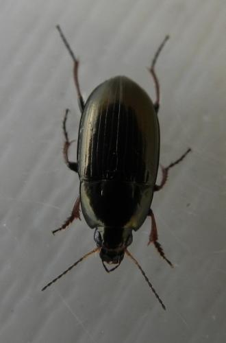 Amara aenea