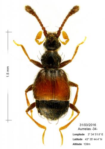 Réf. 159 138 : Tychomorphus tuberculatus