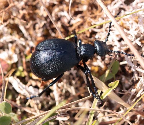 Réf. 159 720 : Meloe violaceus
