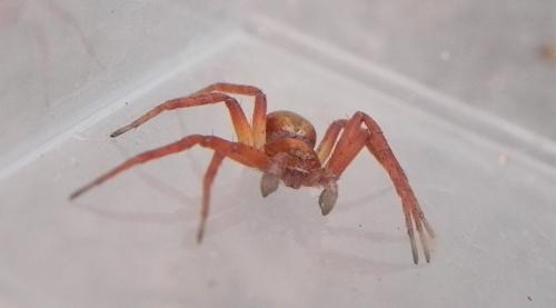 Philodromus sp.