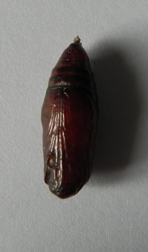 Indéterminé