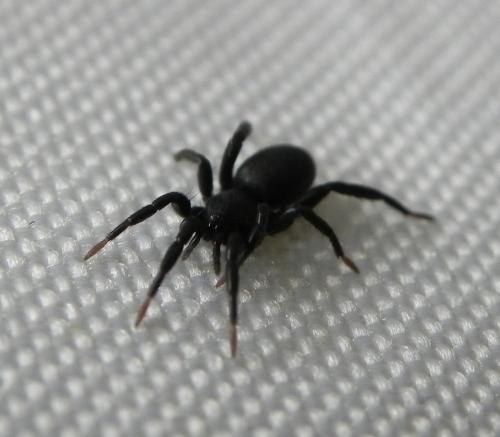 Zelotinae