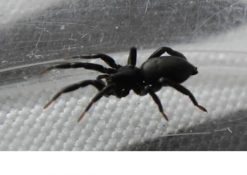 Zelotinae