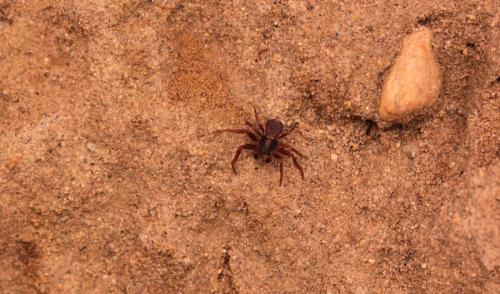 Ozyptila sp.
