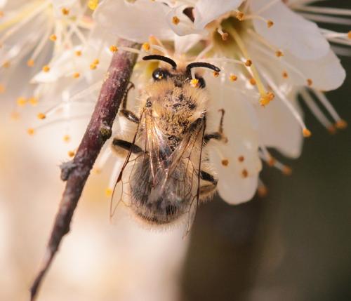 Colletes cunicularius