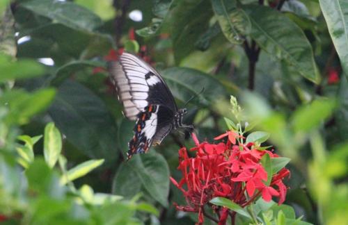 Papilio aegeus