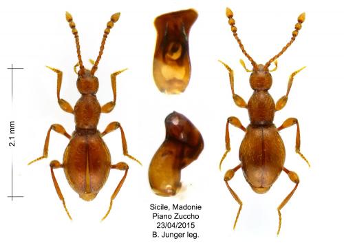 Réf. 159 195 : Scydmaenus antidotus