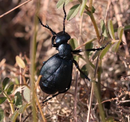 Réf. 159 721 : Meloe violaceus