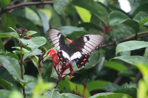 Papilio aegeus