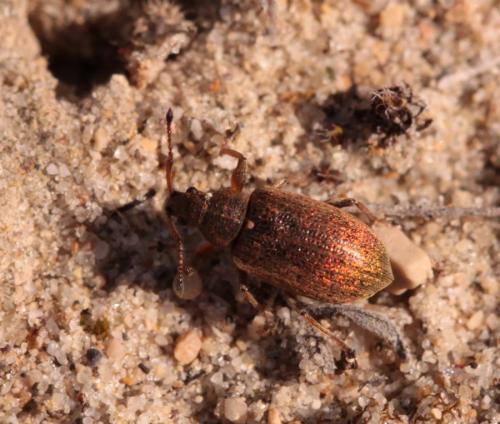 Réf. 159 703 : Phyllobius pyri